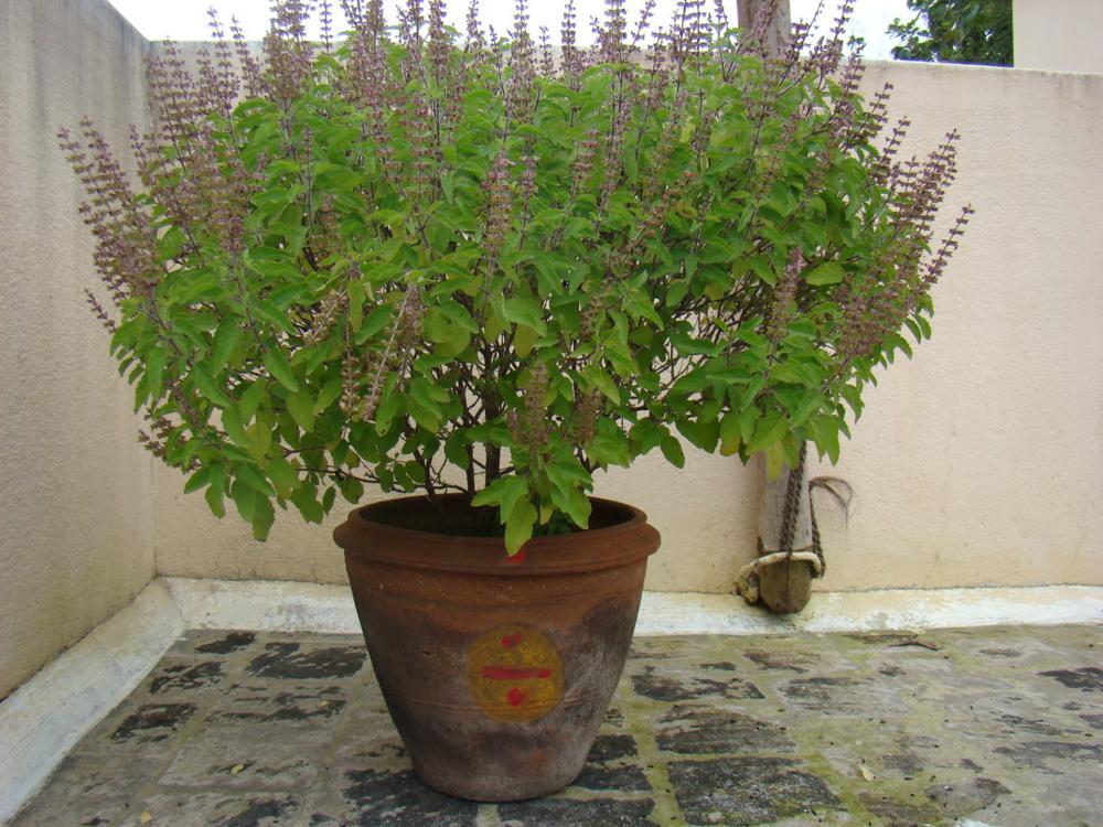 Shrimati Tulasi Devi, whom Dhananjaya Pandit is remembered for honoring with obeisances three times every day.