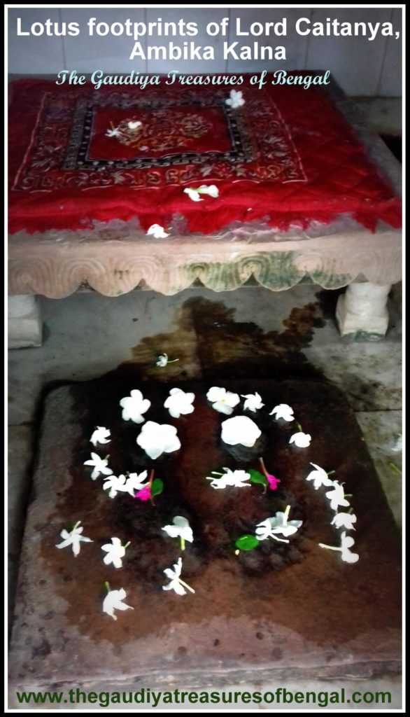 The tamarind tree still standing at Ambika Kalna, where tradition holds that Sri Chaitanya Mahaprabhu met Gauridasa Pandit before accepting sannyasa.