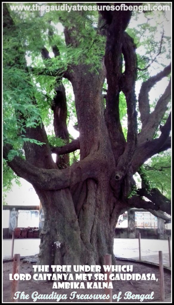 Lotus footprints of Sri Chaitanya Mahaprabhu, preserved and still worshiped beneath the tamarind tree at Ambika Kalna.