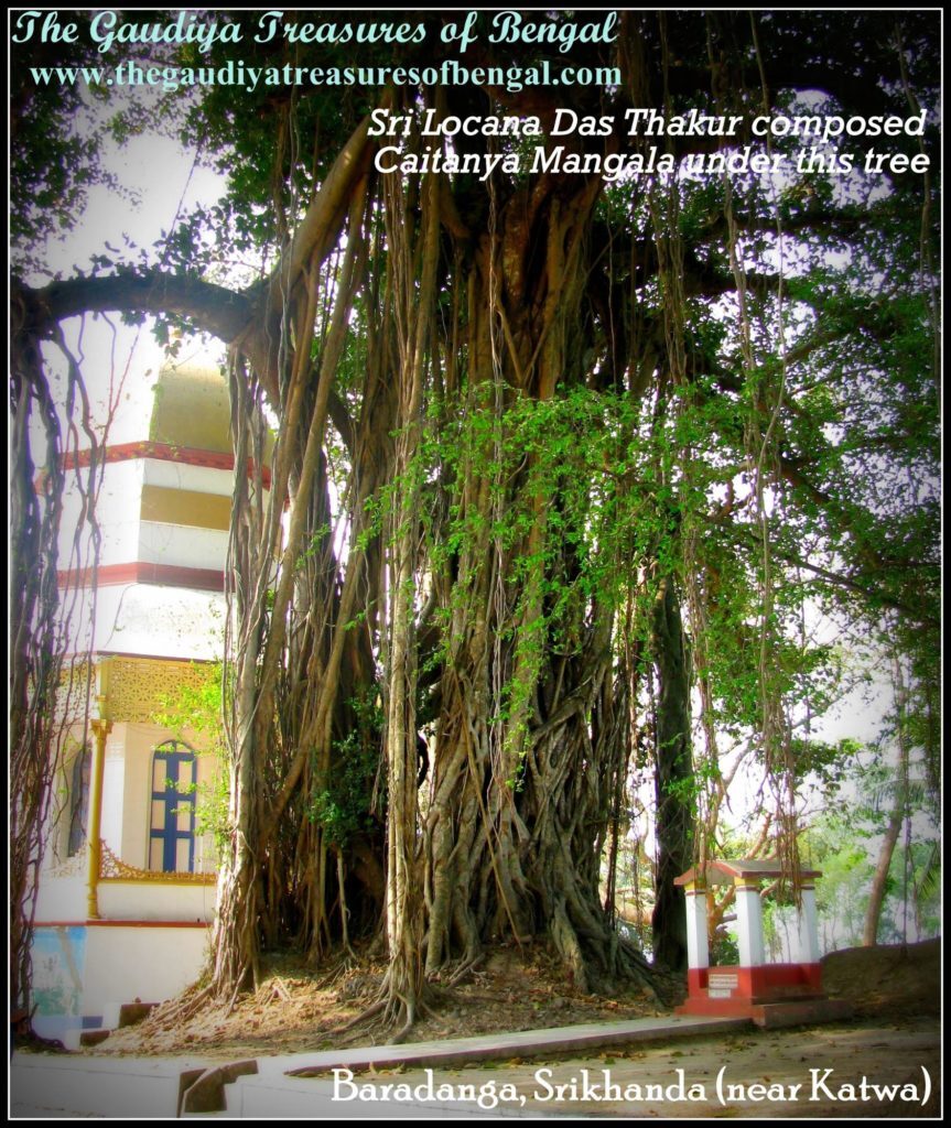 The great banyan tree at Baradanga, Srikhanda, near Katwa, under which tradition holds that Lochana Dasa Thakura composed Sri Chaitanya-mangala; the site is still shown to visiting Vaishnavas today.