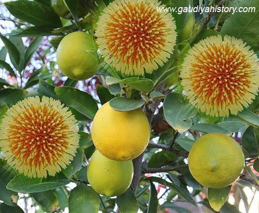 Kadamba flowers blooming out of season, recalling the flowers Raghava Pandit found growing on a lime tree at Nityananda Prabhu's request.