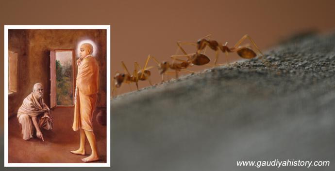 A devotional painting of Ramachandra Puri seated before Sri Chaitanya Mahaprabhu, paired with a photograph of ants — depicting the exact scene where Ramachandra Puri criticized the Lord's eating after seeing ants in His room.