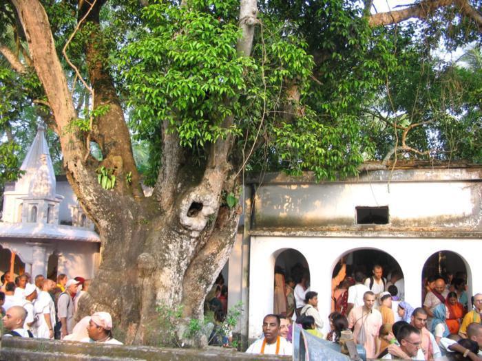 Pilgrims gathered by the same Bakula tree and temple building at Mamgachi during a Nabadwip-dhama parikrama visit.