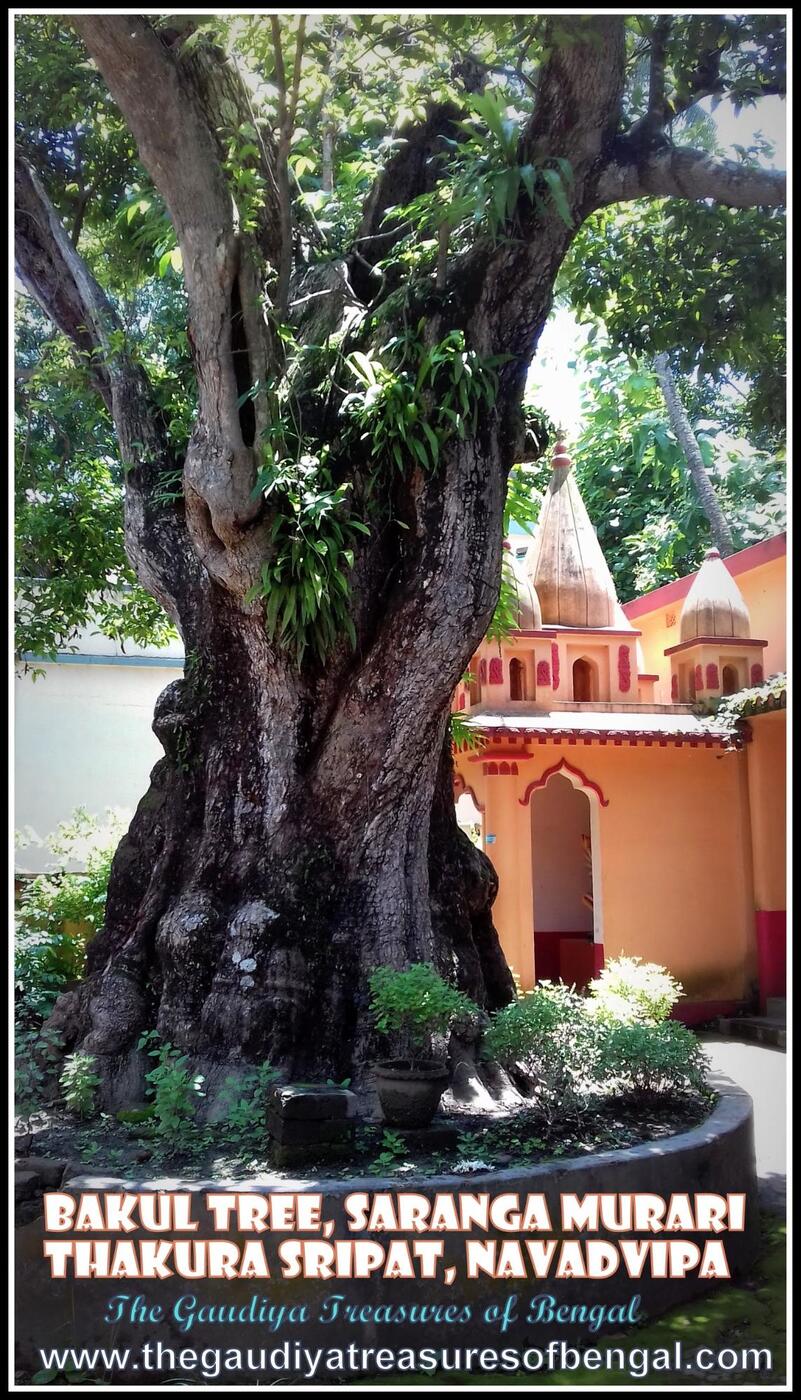 The centuries-old Bakula tree at the Sharanga Murari Thakura sripat in Mamgachi, Nabadwip, said to be the tree Sri Chaitanya Mahaprabhu embraced back to health.
