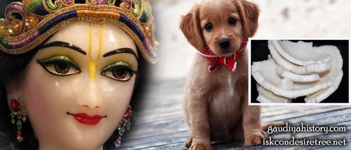 An illustrative composite made for this biography by the ISKCON-affiliated Gaudiya History site, combining a young dog, pieces of coconut pulp and a Deity's face — evoking the specific detail of Mahaprabhu feeding the dog green coconut pulp