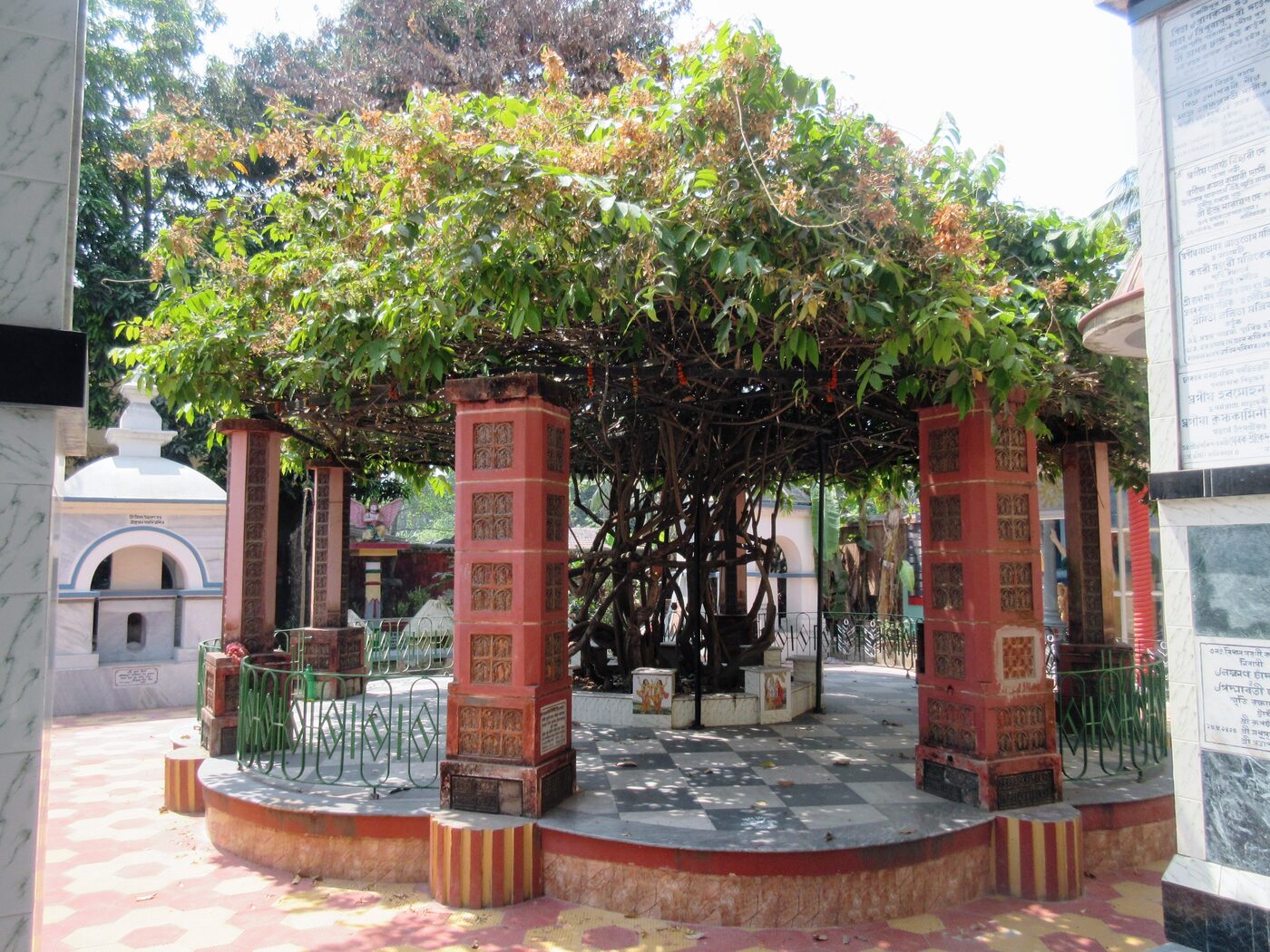 The Madhavi vine that still grows at Uddharana Datta Thakura's Sripat in Saptagrama, identified by tradition with the vine that grew from Nityananda Prabhu's hand in the pastime told on this page, and independently noted by Srila Prabhupada